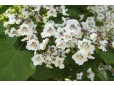Catalpa bignonioides